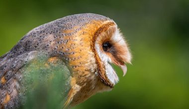 Barn Owl