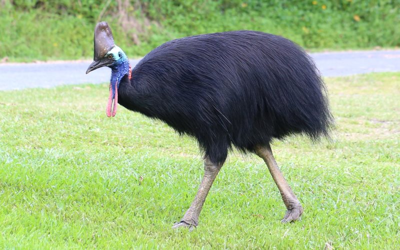 Cassowary