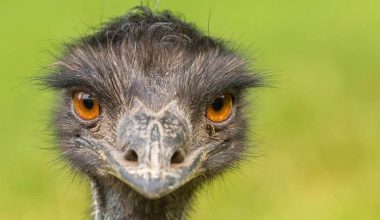 Emu