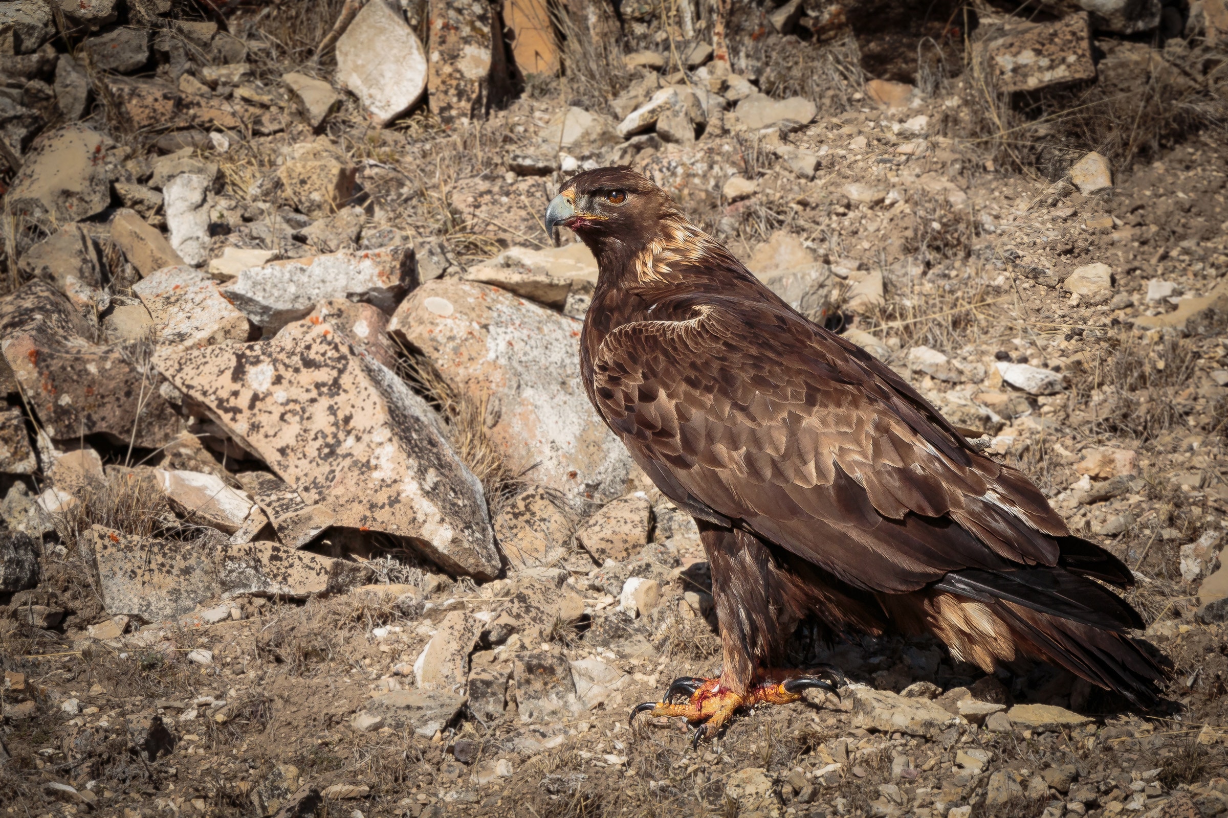 Golden Eagle