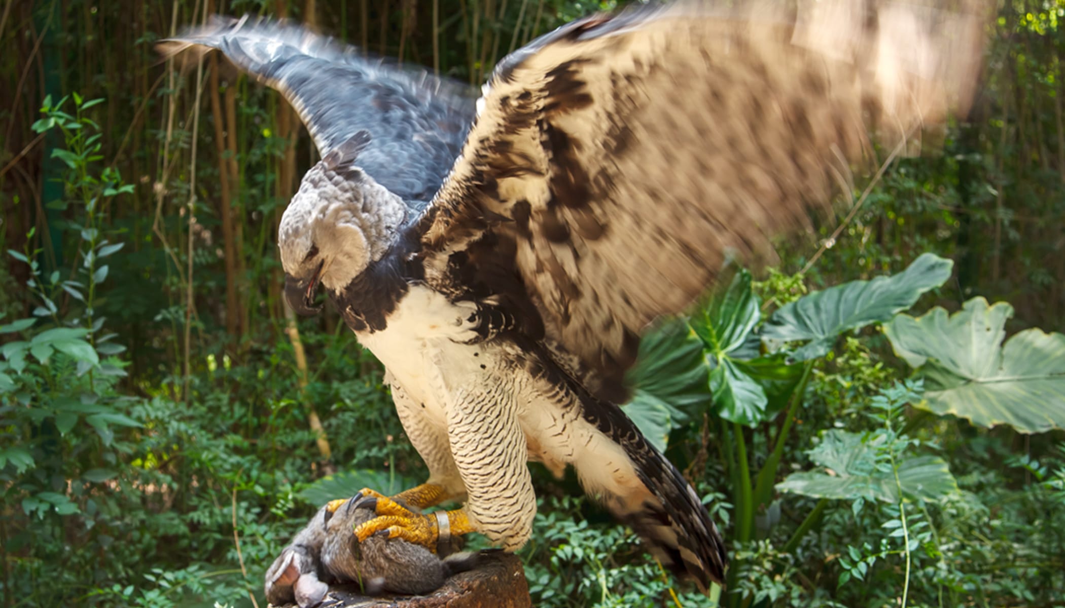 Harpy Eagle