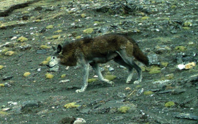 Himalayan Wolf