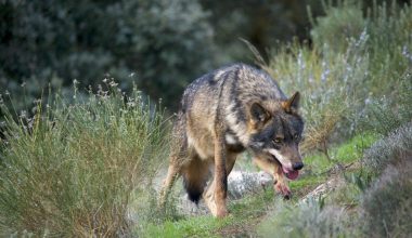 Iberian Wolf