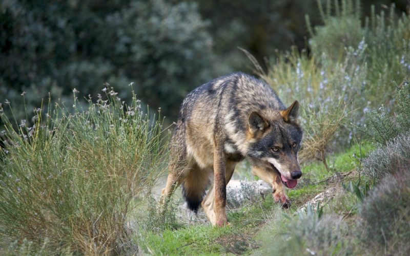 Iberian Wolf