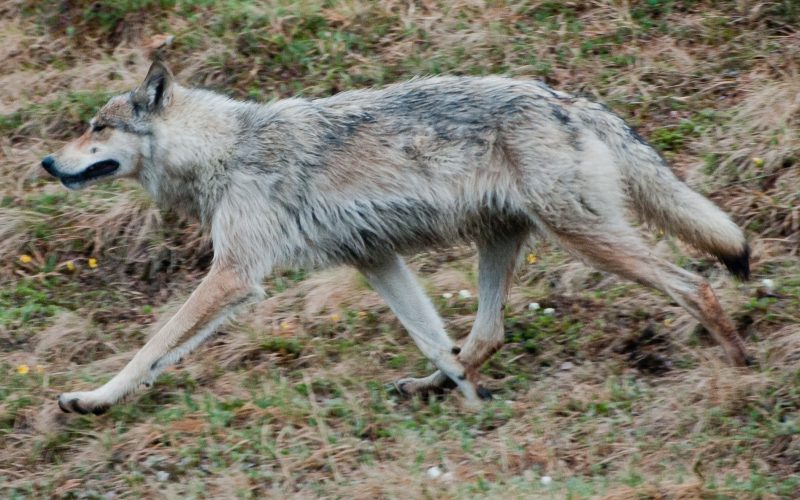 Interior Alaskan Wolf: Profile And Information