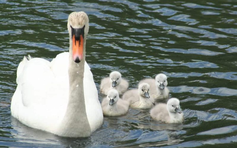 Mute Swan