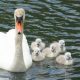 Mute Swan