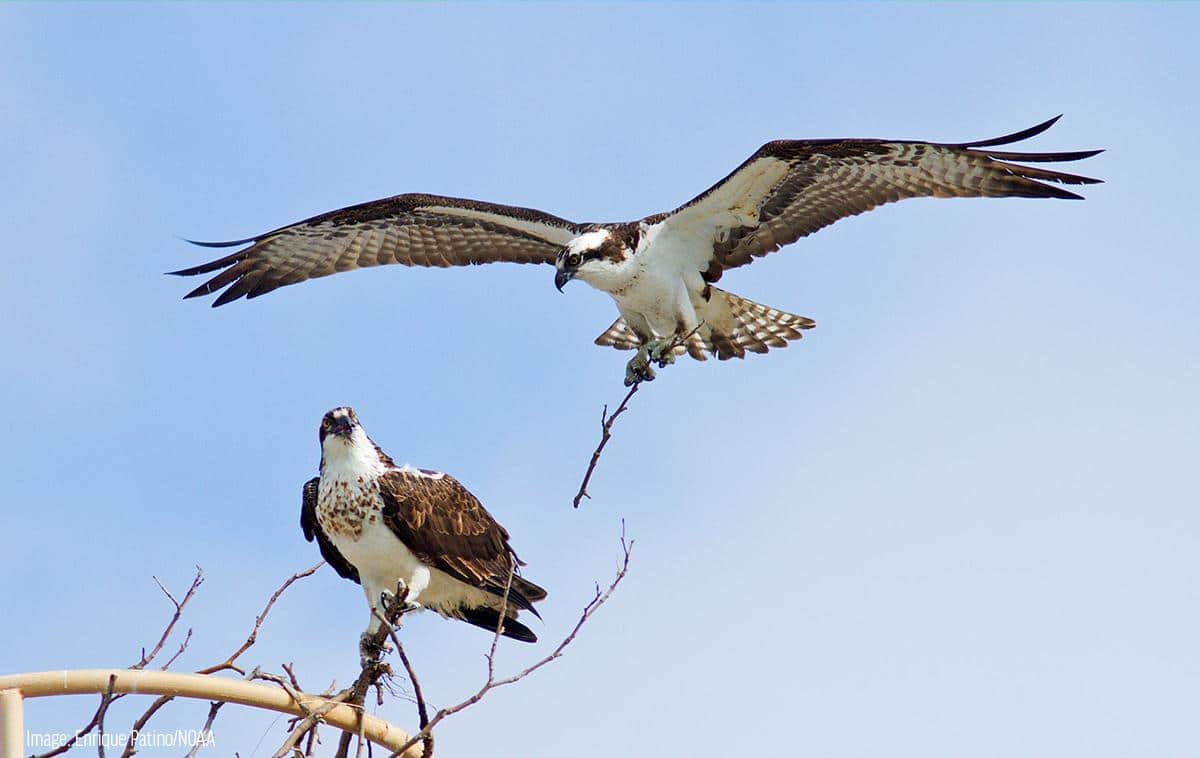 Osprey