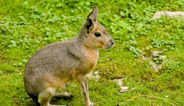 Patagonian Mara