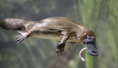 Platypus (Ornithorhynchus Anatinus)