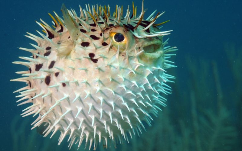 Porcupinefish