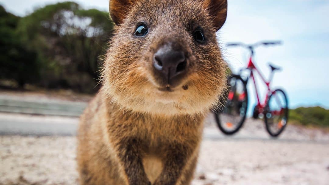 Quokka