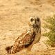 Short-eared Owl