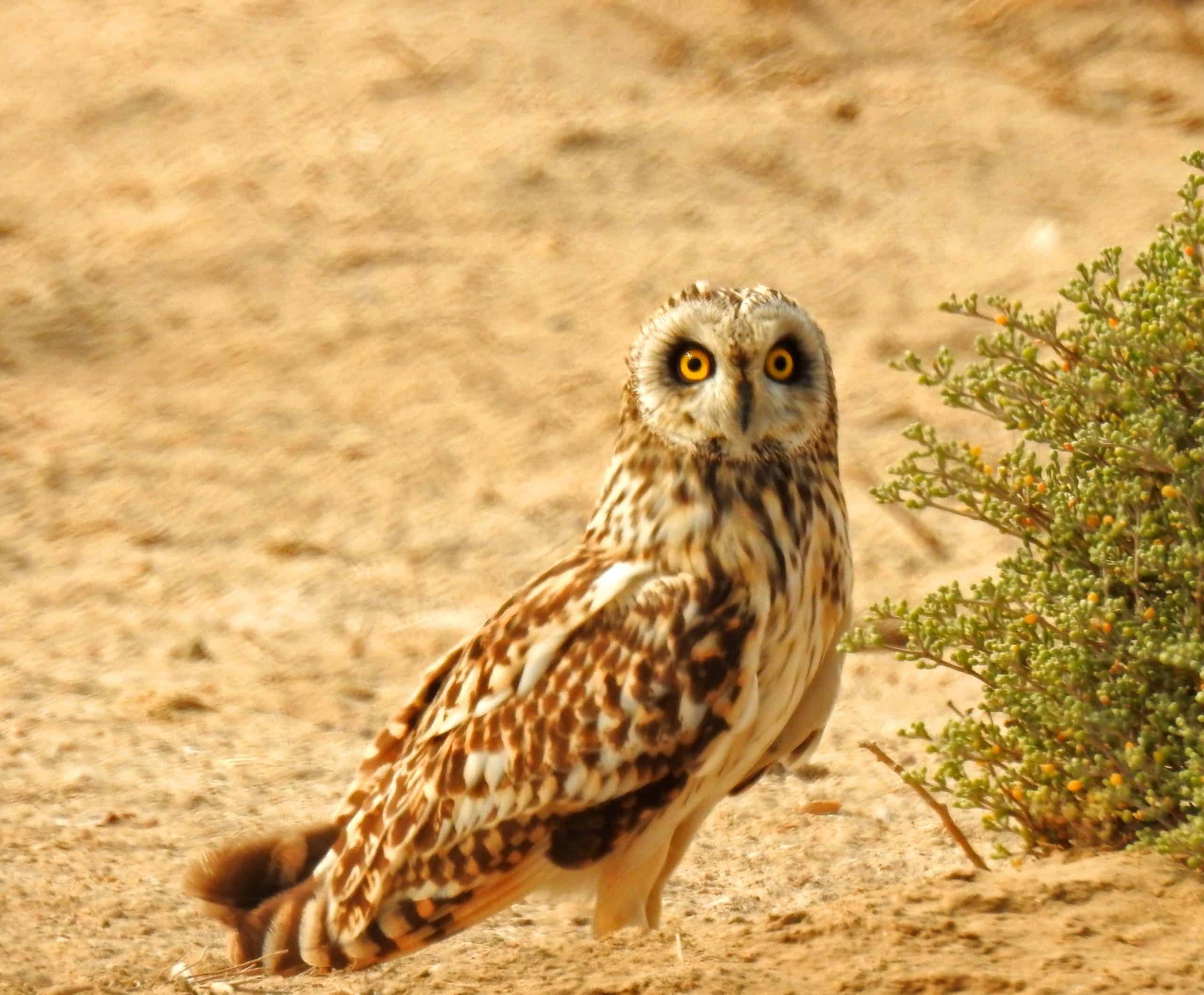 Short-eared Owl