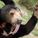 Sun Bear