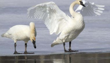 Trumpeter Swan