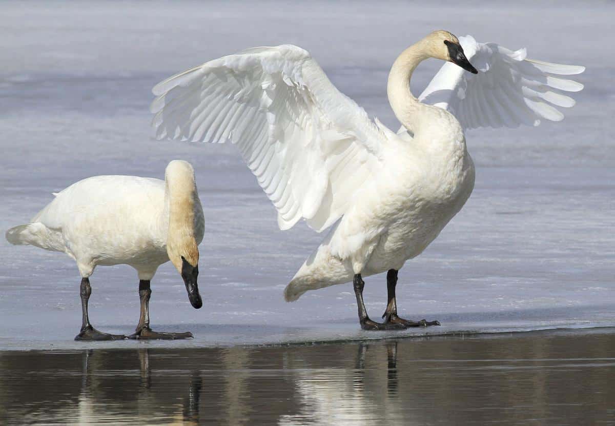 Trumpeter Swan: Profile And Information