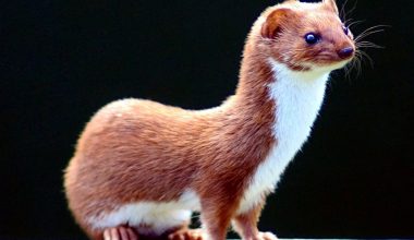 Weasel