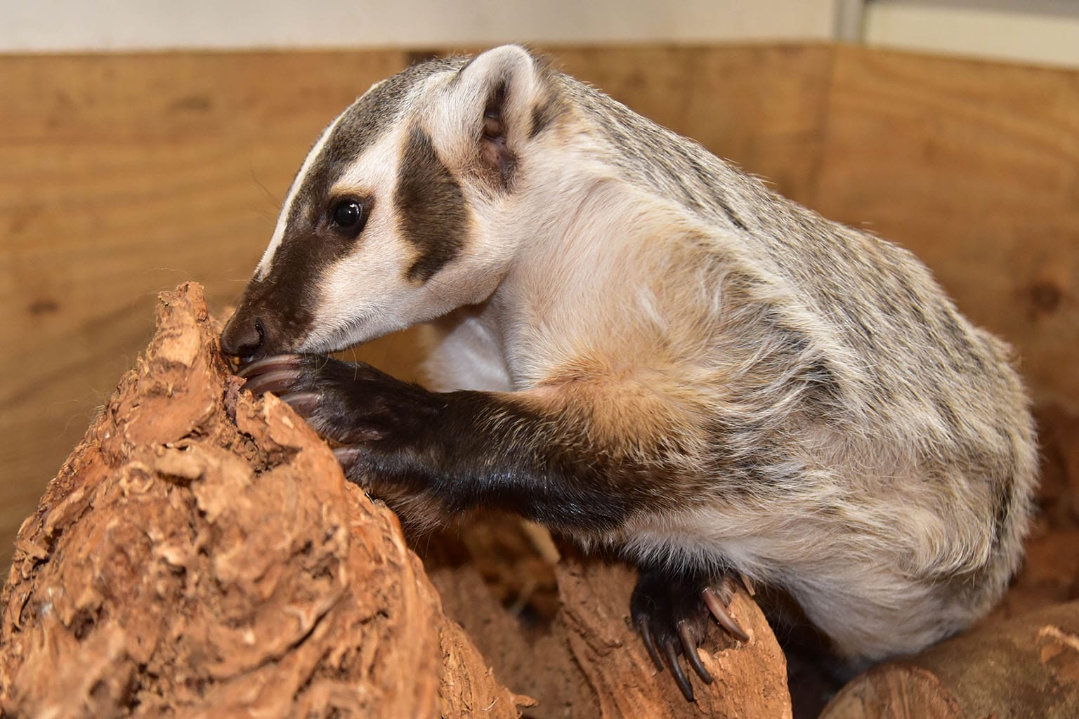 American Badger