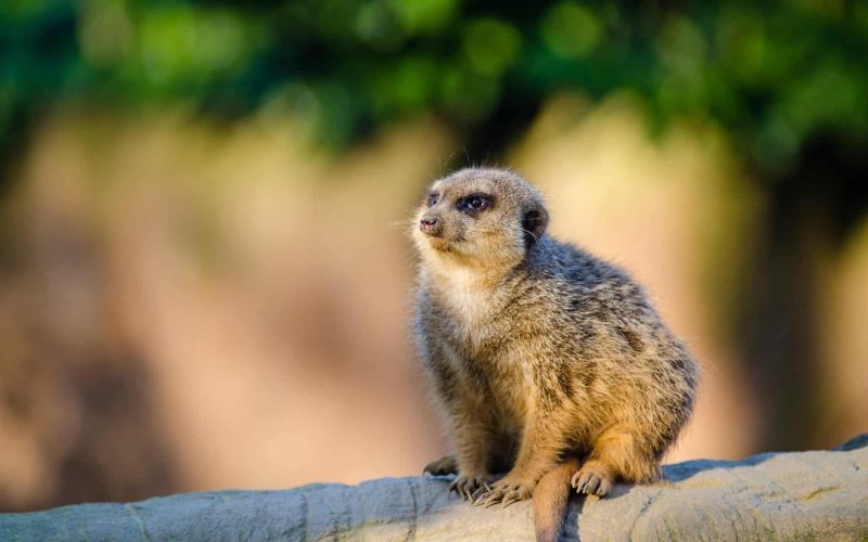 close up of meerkat