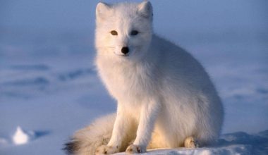 Arctic Fox