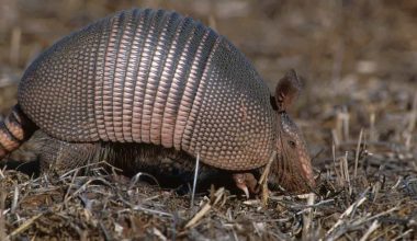 Armadillos