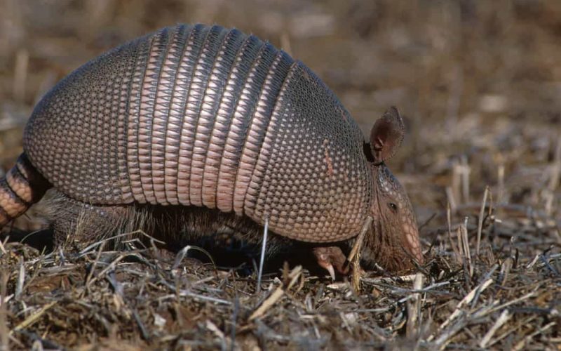 Armadillos