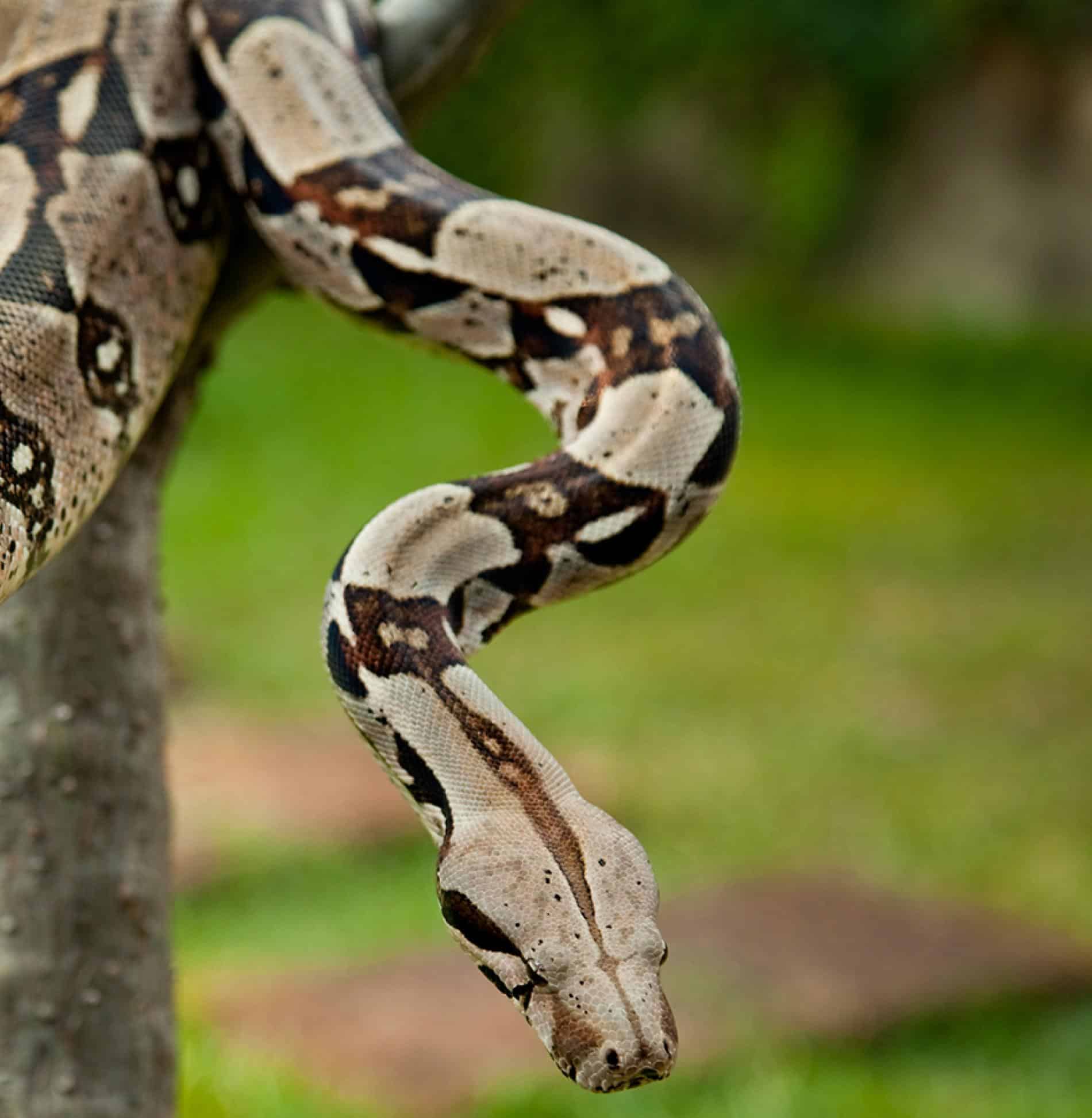 Boa Constrictor