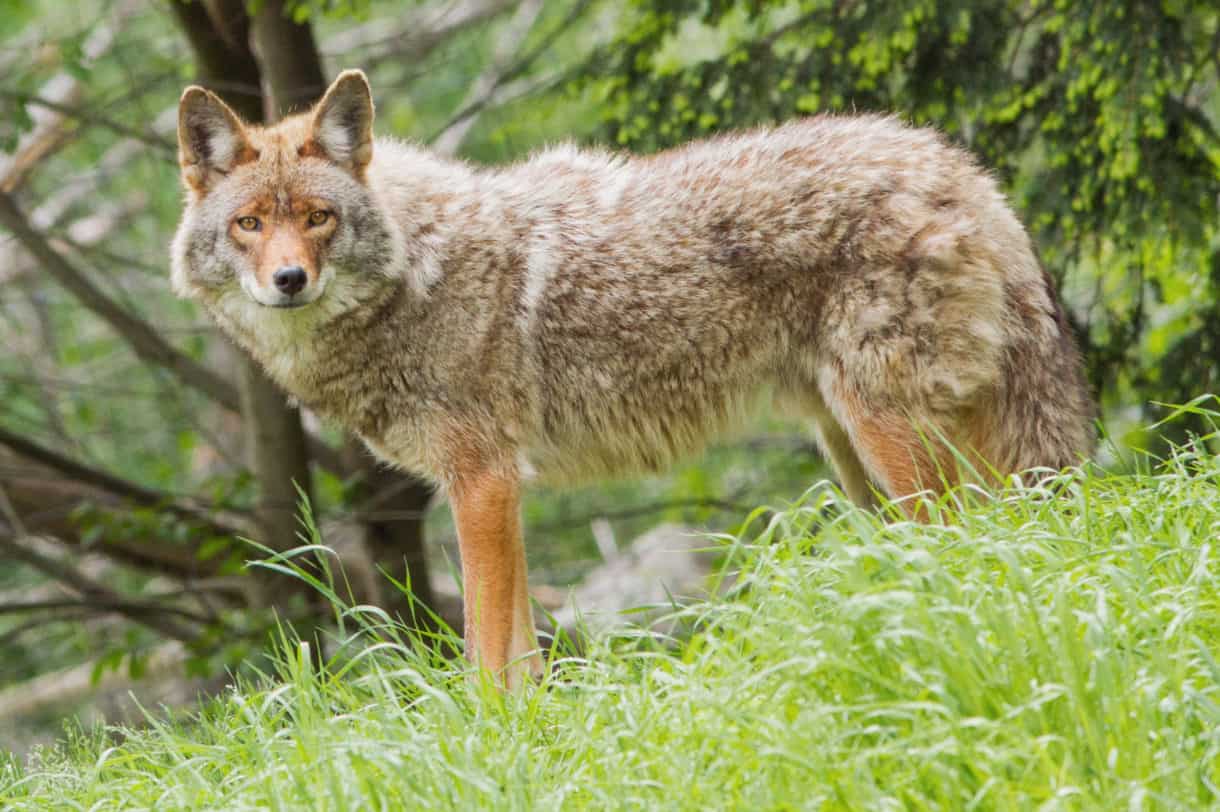 coyote Animals That Can’t Be Domesticated