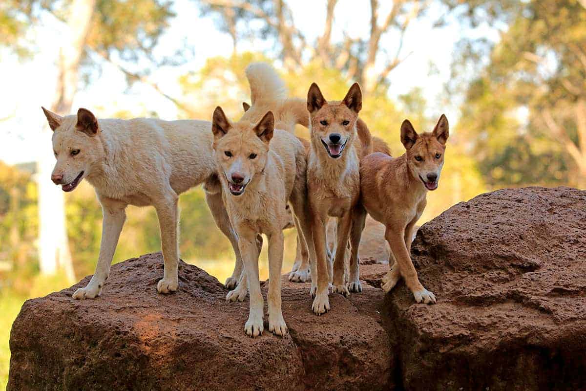 Dingoes Animals That Can't be Domesticated