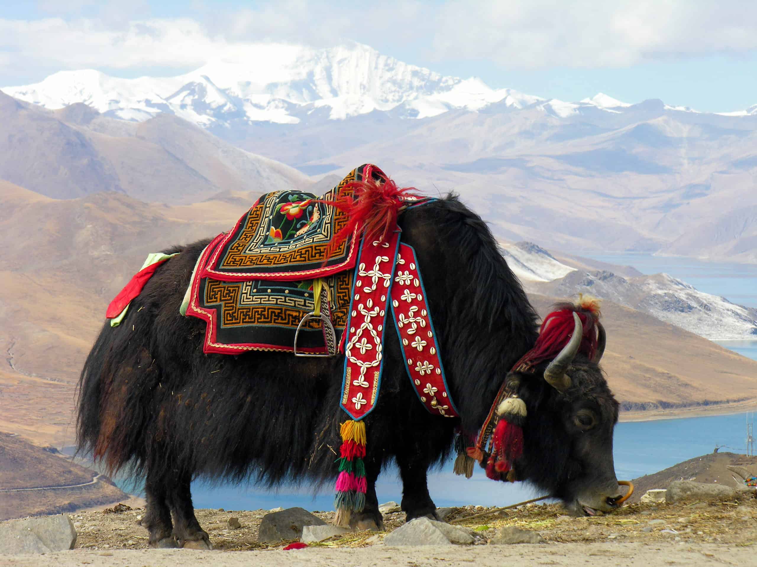 Domestic Yak Profile and Information