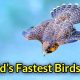 Fastest Birds