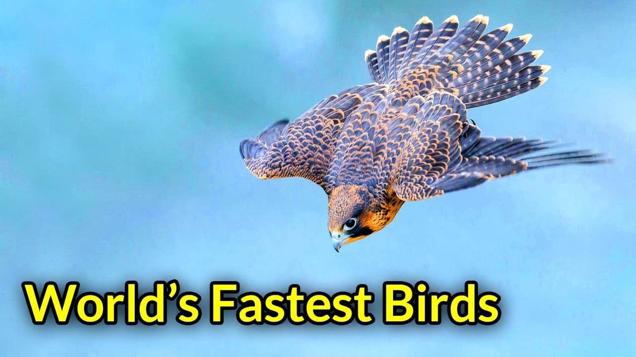 15 Fastest Birds In The World With Pictures 