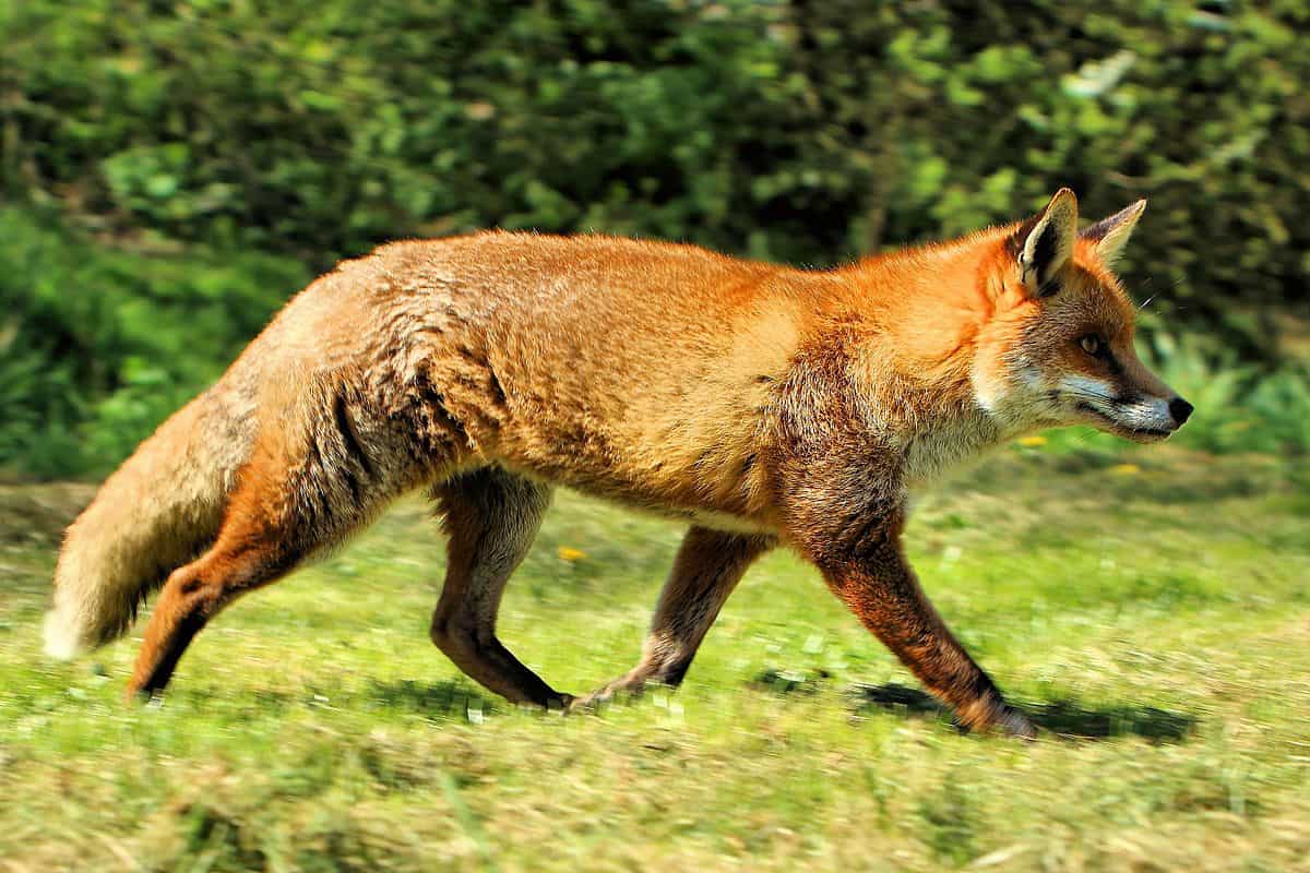 Fox Animals That Can’t Be Domesticated