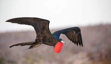 Frigatebird