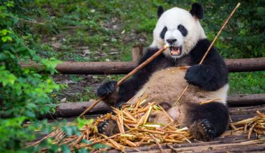 Giant Panda