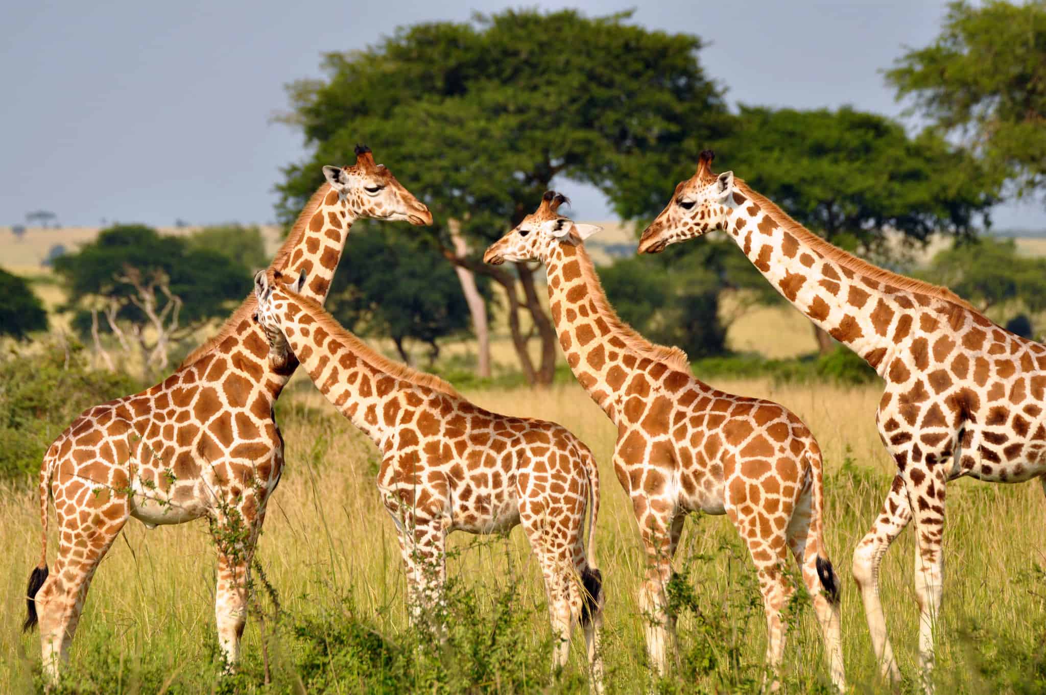 Giraffes