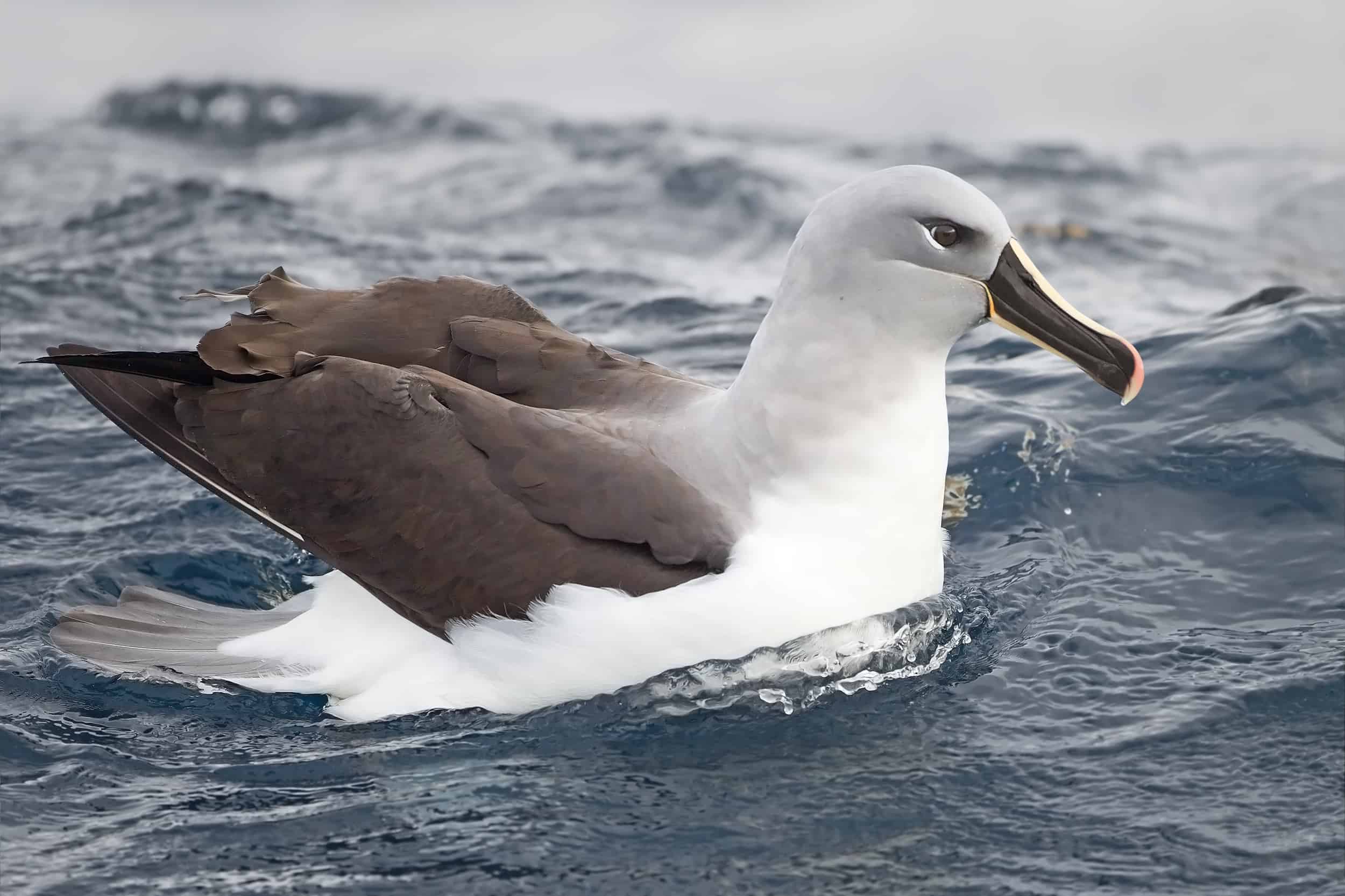 Grey Headed Albatross