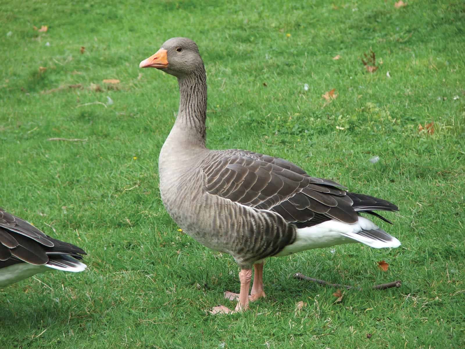 Greylag Goose