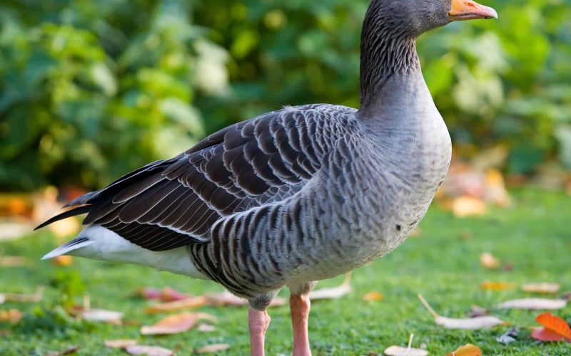 Greylag Goose