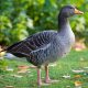 Greylag Goose