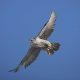 Gyrfalcon - Fastest Animals in the World