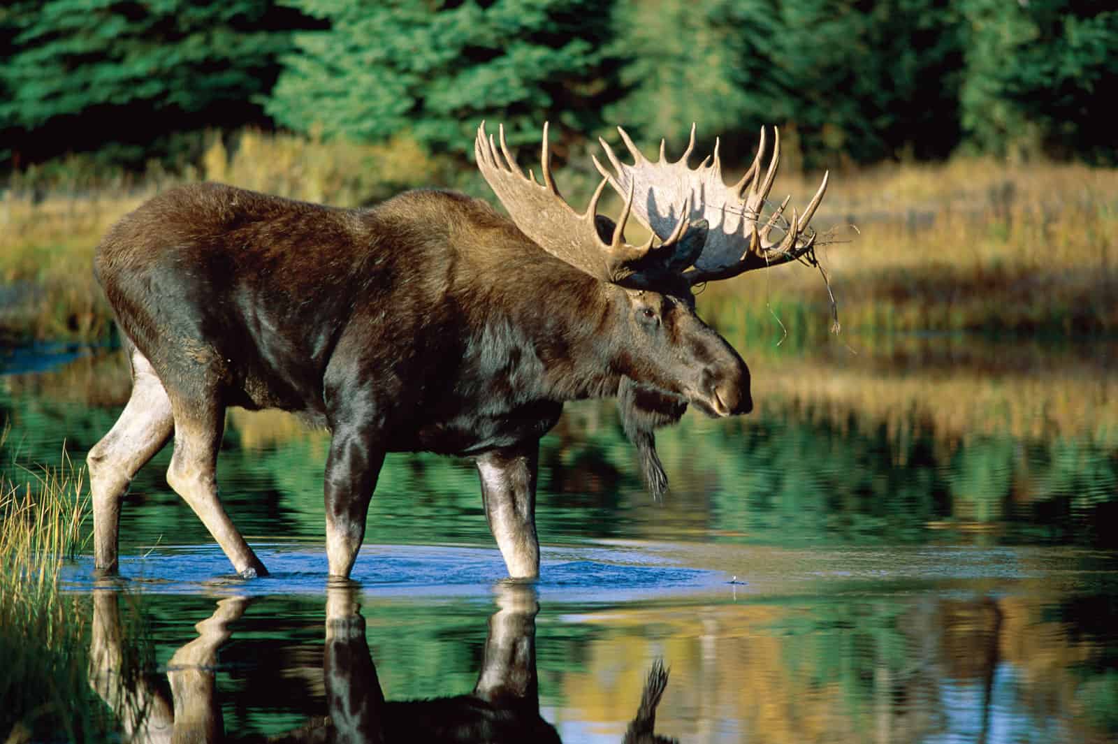 Moose Animals That Can't be Domesticated