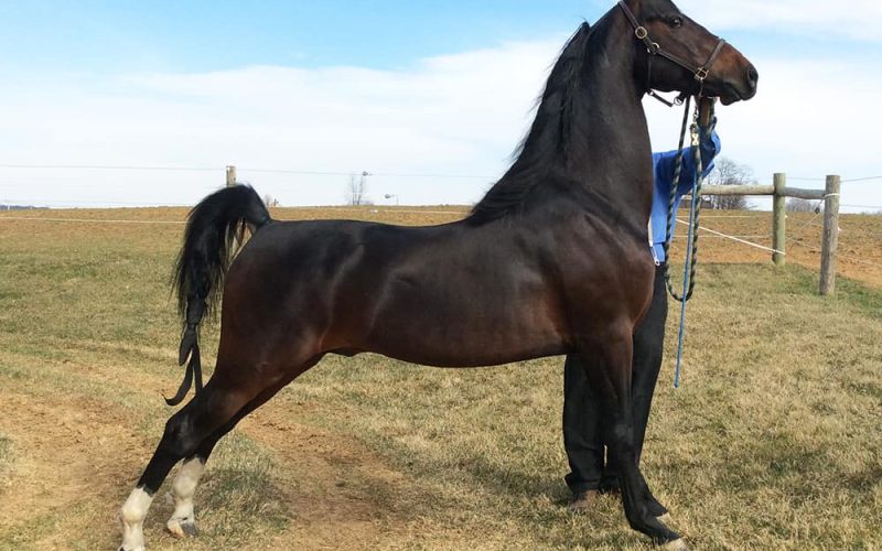 Morgan Horse