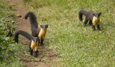 Nilgiri Marten