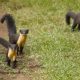 Nilgiri Marten