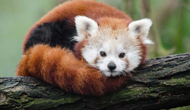 Red Panda