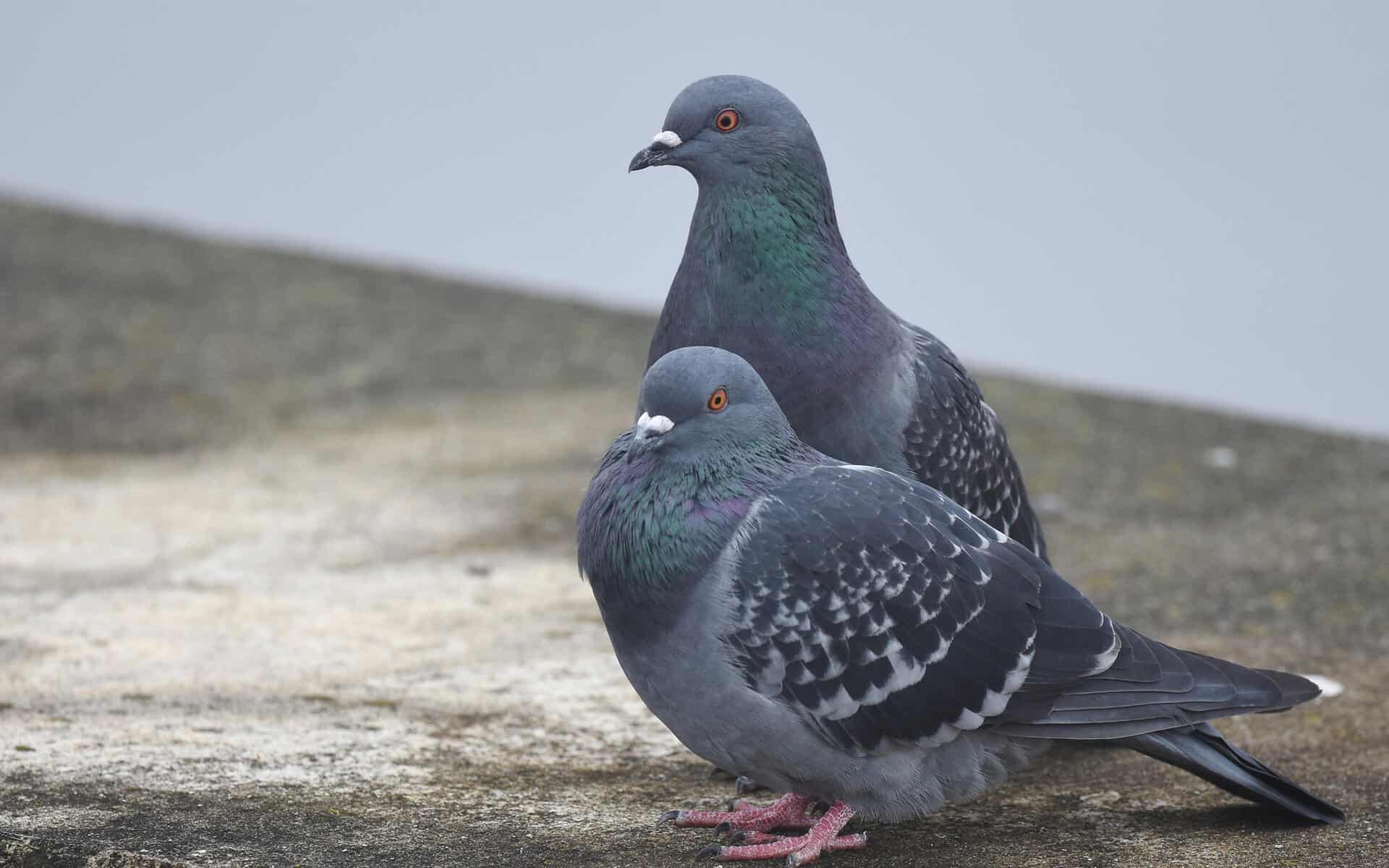 Rock Dove Profile and Information