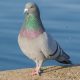 Rock dove - Fastest Animals in the World