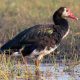 Spur-winged Goose - Fastest Animals in the World